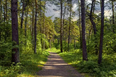 тропинка в лесу с деревьями вокруг нее, Дорога, дерево, манхангдже фон  картинки и Фото для бесплатной загрузки