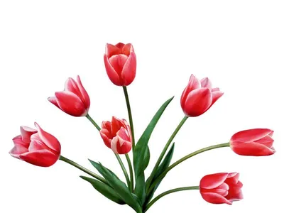 Картинки цветов без фона (130 картинок) 🔥 Прикольные картинки и юмор |  Красные тюльпаны, Цветок, Розовые тюльпаны