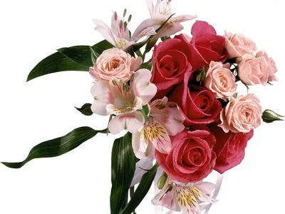 Картинки цветов без фона (130 картинок) 🔥 Прикольные картинки и юмор |  Цветы, Розовые тюльпаны, Розовые пионы