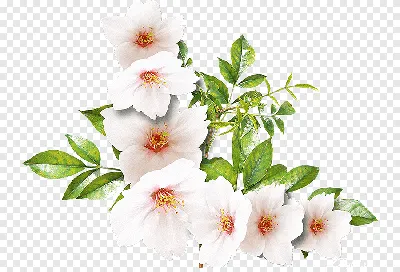 Роза Ваза Букет цветов Флористика, роза, Аранжировка цветов, искусственный  цветок png | PNGEgg