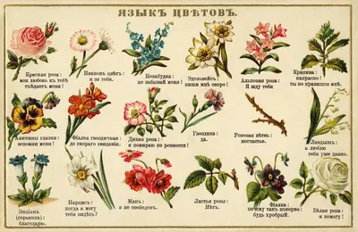 Язык цветов: самые романтичные символы и их значение | блог интернет -  магазина АртФлора