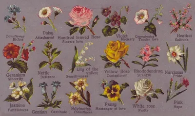 Цветы и их значение