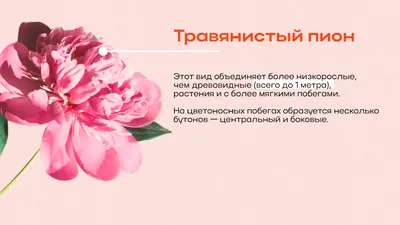 Розы в букете: символика и значение этого прекрасного цветка