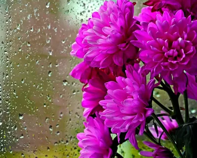 Скачать 1280x1024 хризантемы, цветы, букет, стекло, капли, дождь обои,  картинки стандарт 5:4