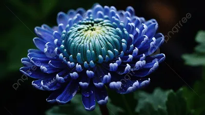 хризантемы обои, голубой цветок хризантемы, цветок, завод фон картинки и  Фото для бесплатной загрузки