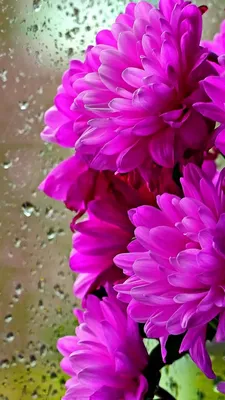 Скачать 800x1420 хризантемы, цветы, букет, стекло, капли, дождь обои,  картинки iphone se/5s/5c/5 for parallax