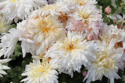 цветок хризантемы для мобильных обоев Фон Обои Изображение для бесплатной  загрузки - Pngtree