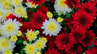 Скачать 1920x1080 хризантемы, цветы, цветение, белый, красный, желтый обои,  картинки full hd, hdtv, fhd, 1080p