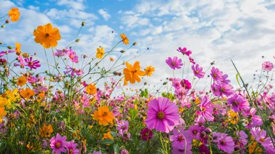 Летние цветы радуют нас своим прекрасным цветением все лето - Koduaed