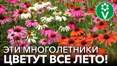 Цветы летние садовые - фото и картинки: 57 штук