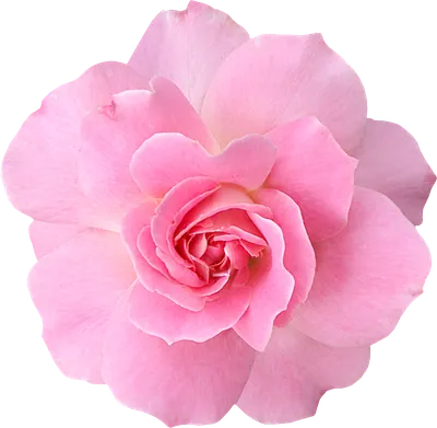 Розовая роза на прозрачном фоне