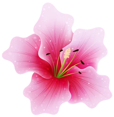 розовые цветы на прозрачном фоне Иллюстрация вектора - иллюстрации  насчитывающей изолировано, пинк: 224876760