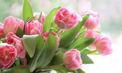 Цветы: Тюльпаны на 8 марта Нидерланды.Упаковка бесплатно купить в  интернет-магазине Ярмарка Мастеров по цене 130 ₽ – Q3870BY | Цветы, Москва  - доставка по России