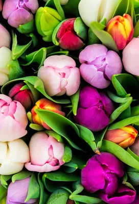 Обои Праздничные Международный женский день - 8 марта, обои для рабочего  стола, фотографии праздничные, международный женский день - 8 марта, heart,  love, colorful, wood, тюльпаны, 8, марта, romantic, tulips, сердце, букет,  spring,