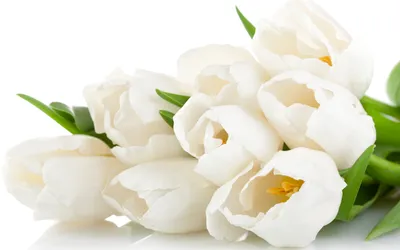 Букет из 21 белого тюльпана в оформлении