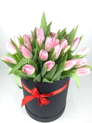 Выгонка тюльпанов к 8 Марта: как и когда сажать в домашних условиях | ivd.ru