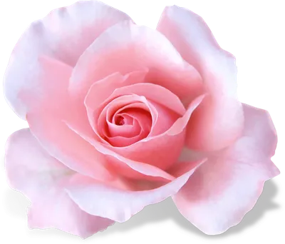 Белоснежная роза в формате PNG для вашего дизайна | Белая роза Фото №97  скачать