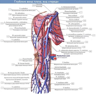 Анатомия: Вены верхней конечности. Поверхностные (подкожные) и глубокие вены  руки | Анатомия, Уроки биологии, Мобильное обучение