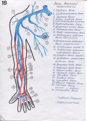 Венозная система человека - Цікава інформація медичної спрямованості -  Анатомія людини