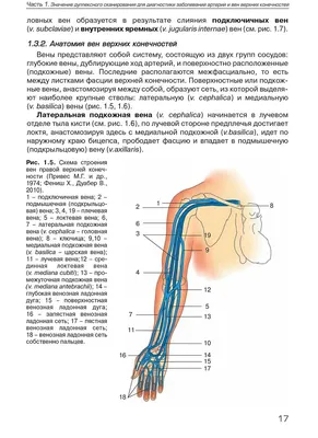 Вены верхней конечности - e-Anatomy - IMAIOS