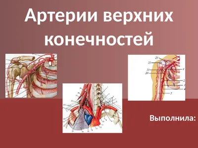Схемы артерий и вен в картинках – kara-alat