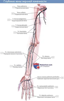 Книга \"Ультразвуковое исследование артерий и вен верхних конечностей:  Учебное пособие\"