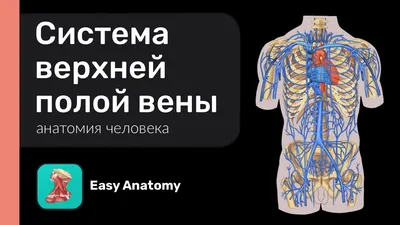 Артерии верхних конечностей | Презентации Анатомия | Docsity