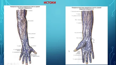 Анатомия: Вены верхней конечности. Поверхностные (подкожные) и глубокие вены  руки | Анатомия, Мини тренировки, Учащиеся медучилища