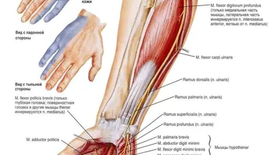 Анатомия верхней конечности | e-Anatomy