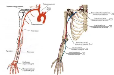 Анатомия для студентов медицинских ВУЗов (часть 4: Вены) | Good doctor |  Дзен