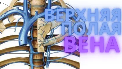 Анатомия сосудов нижних конечностей | ВКонтакте