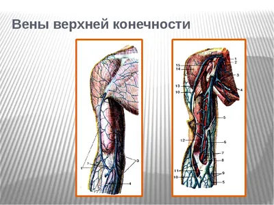 Схема клапанного аппарата вен верхней конечности - Коммуникации венозной  системы человека и клапанный аппарат - Венозная система человека - Цікава  інформація медичної спрямованості - Анатомія людини