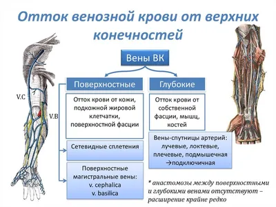 Анатомия: Вены верхней конечности. Поверхностные (подкожные) и глубокие вены  руки | Анатомия, Анатомия сердца, Анатомия человека