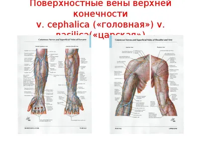 Артерии и вены верхней конечности
