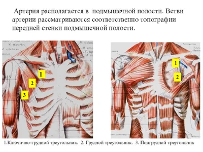 Хирургическая анатомия верхней конечности - online presentation