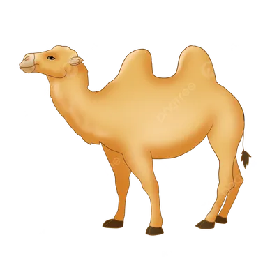 250 913 рез. по запросу «Верблюды» — изображения, стоковые фотографии,  трехмерные объекты и векторная графика | Shutterstock