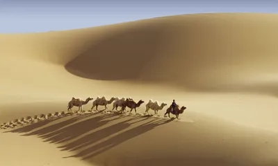 Прикольный радостный верблюд делает …» — создано в Шедевруме