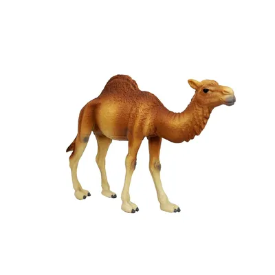Бесплатное изображение: Вид сбоку на голову монгольского верблюда (Camelus  bactrianus) животное