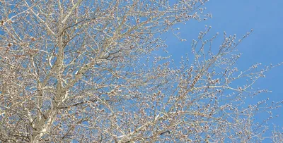 Флизелиновые 3д фото обои природа весна 368x254 см Вереск поле  (11039V8)+клей (ID#1543439022), цена: 1800 ₴, купить на Prom.ua
