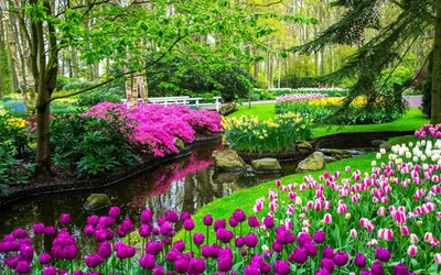 Обои тюльпаны, луг, весна, природа, полевой цветок для iPhone 6, 6S, 7, 8  бесплатно, заставка 750x1334 - скачать картинки и фото