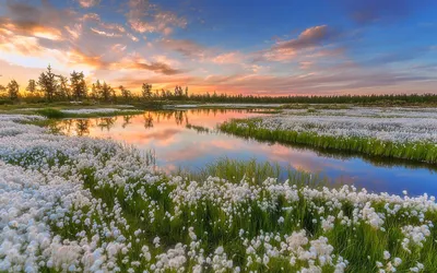 Коллаж на тему весна. Природа России,Сибирь,Новосибирская область Stock  Photo | Adobe Stock