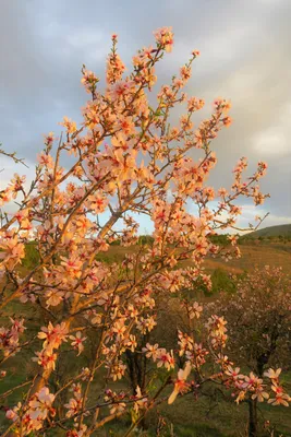 Флизелиновые 3д фото обои природа весна 368x254 см Вереск поле  (11039V8)+клей (ID#1543439022), цена: 1800 ₴, купить на Prom.ua