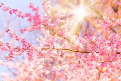 Весна цветущие деревья