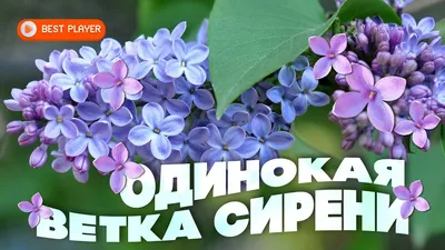 Цветущая ветка сирени. изолированный на белом фоне - Ozero - российский  фотосток