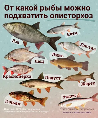 Чем опасна рыба: какие заболевания передаются с речной рыбой - 7 ноября  2021 - 74.ру