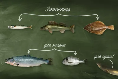 Морская или речная рыба: какую лучше запекать, жарить и варить, а какую  можно есть сырой | Fresh.ru домашние рецепты | Дзен