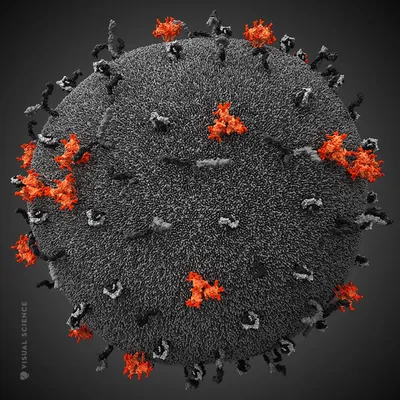 Вирус СПИДА ВИЧ иллюстрация штока. иллюстрации насчитывающей иммунодефицит  - 85568416