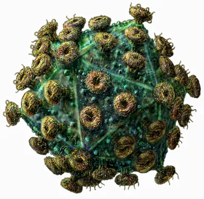 Как передается вирус иммунодефицита?