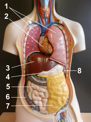 Как Расположены Внутренние Органы? Анатомия Человека + Картинки | Анатомия,  Картинки, Анатомия йоги