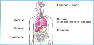 Сколько органов внутри человека и без каких можно жить? | ВКонтакте